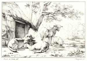 Moutons - Karel Dujardin